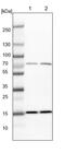 Kelch Like Family Member 6 antibody, PA5-55095, Invitrogen Antibodies, Western Blot image 