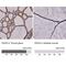 Protein Disulfide Isomerase Family A Member 3 antibody, NBP2-36765, Novus Biologicals, Immunohistochemistry paraffin image 