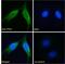 Patched 1 antibody, GTX89309, GeneTex, Immunofluorescence image 