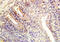 Collagen Type IV Alpha 3 Binding Protein antibody, orb5890, Biorbyt, Immunohistochemistry paraffin image 