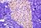 Lipase E, Hormone Sensitive Type antibody, orb5471, Biorbyt, Immunohistochemistry paraffin image 