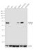 Aldehyde Dehydrogenase 1 Family Member A2 antibody, PA5-22377, Invitrogen Antibodies, Western Blot image 