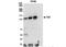 Stromal Antigen 2 antibody, NB100-301, Novus Biologicals, Immunoprecipitation image 