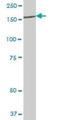 IleRS antibody, H00003376-B01P, Novus Biologicals, Western Blot image 