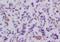 CRAF1 antibody, orb11507, Biorbyt, Immunohistochemistry paraffin image 