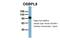 Oxysterol Binding Protein Like 8 antibody, A08408, Boster Biological Technology, Western Blot image 
