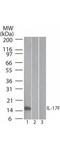 Interleukin 17F antibody, B02062-1, Boster Biological Technology, Western Blot image 