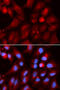 Proteasome Subunit Beta 2 antibody, 19-692, ProSci, Immunofluorescence image 