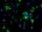 Noggin antibody, GTX84022, GeneTex, Immunofluorescence image 