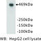 Protein Kinase, DNA-Activated, Catalytic Subunit antibody, MBS355111, MyBioSource, Western Blot image 