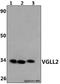 Vestigial Like Family Member 2 antibody, GTX66803, GeneTex, Western Blot image 