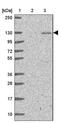 Retinoblastoma-like protein 1 antibody, NBP2-33735, Novus Biologicals, Western Blot image 