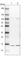 Histidine Triad Nucleotide Binding Protein 1 antibody, HPA044577, Atlas Antibodies, Western Blot image 