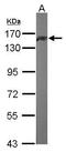 Pumilio RNA Binding Family Member 1 antibody, GTX115280, GeneTex, Western Blot image 