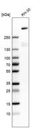 LDL Receptor Related Protein 1 antibody, HPA022903, Atlas Antibodies, Western Blot image 