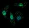 T-Complex 1 antibody, orb109168, Biorbyt, Immunofluorescence image 
