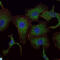 RAB25, Member RAS Oncogene Family antibody, LS-C814071, Lifespan Biosciences, Immunofluorescence image 