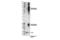 Transforming Growth Factor Beta Receptor 2 antibody, 79424S, Cell Signaling Technology, Western Blot image 