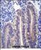 Angiopoietin Like 7 antibody, PA5-71736, Invitrogen Antibodies, Immunohistochemistry paraffin image 