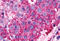 Adhesion G Protein-Coupled Receptor F5 antibody, MBS243363, MyBioSource, Immunohistochemistry frozen image 