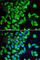 Tryptophan Hydroxylase 2 antibody, A7147, ABclonal Technology, Immunofluorescence image 