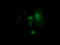 Rho-related GTP-binding protein Rho6 antibody, LS-C115616, Lifespan Biosciences, Immunofluorescence image 