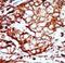 Tyrosine 3-Monooxygenase/Tryptophan 5-Monooxygenase Activation Protein Beta antibody, LS-C101305, Lifespan Biosciences, Immunohistochemistry paraffin image 