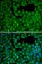 Programmed Cell Death 6 Interacting Protein antibody, orb136680, Biorbyt, Immunocytochemistry image 