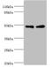 Mitogen-Activated Protein Kinase 9 antibody, orb350582, Biorbyt, Western Blot image 