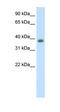 Neuronal Differentiation 2 antibody, orb330012, Biorbyt, Western Blot image 