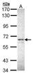 Ceramide Kinase antibody, PA5-29306, Invitrogen Antibodies, Western Blot image 