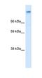 Calcium Voltage-Gated Channel Auxiliary Subunit Alpha2delta 1 antibody, orb329801, Biorbyt, Western Blot image 