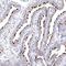 Vacuolar Protein Sorting 45 Homolog antibody, NBP1-81642, Novus Biologicals, Immunohistochemistry frozen image 