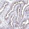 Vacuolar protein sorting-associated protein 45 antibody, NBP1-81642, Novus Biologicals, Immunohistochemistry frozen image 