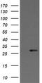 Kallikrein Related Peptidase 8 antibody, LS-C174724, Lifespan Biosciences, Western Blot image 