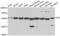 Glucose-6-Phosphate Isomerase antibody, LS-C346143, Lifespan Biosciences, Western Blot image 