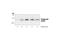 p53 antibody, 2521S, Cell Signaling Technology, Western Blot image 