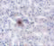 Zinc transporter ZIP11 antibody, 5001, ProSci, Immunohistochemistry frozen image 