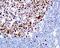 Minichromosome Maintenance Complex Component 2 antibody, ab109133, Abcam, Immunohistochemistry paraffin image 