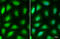 Lysyl Oxidase Like 2 antibody, GTX105085, GeneTex, Immunofluorescence image 