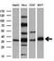 Uracil DNA Glycosylase antibody, M01672, Boster Biological Technology, Western Blot image 