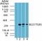 G Protein-Coupled Bile Acid Receptor 1 antibody, NBP2-23669, Novus Biologicals, Western Blot image 