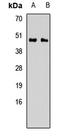 Calumenin antibody, orb412462, Biorbyt, Western Blot image 