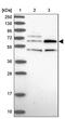 TBC1 Domain Family Member 19 antibody, PA5-58850, Invitrogen Antibodies, Western Blot image 