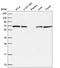 Component Of Oligomeric Golgi Complex 8 antibody, HPA049429, Atlas Antibodies, Western Blot image 