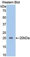 Apolipoprotein B antibody, LS-C299068, Lifespan Biosciences, Western Blot image 