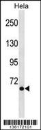 Nuclear Receptor Coactivator 4 antibody, 58-335, ProSci, Western Blot image 