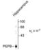 Phosphatidylethanolamine Binding Protein 1 antibody, NB110-93495, Novus Biologicals, Western Blot image 