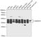 Heterogeneous Nuclear Ribonucleoprotein A1 antibody, 14-427, ProSci, Western Blot image 