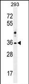 NK1 Homeobox 2 antibody, PA5-71575, Invitrogen Antibodies, Western Blot image 